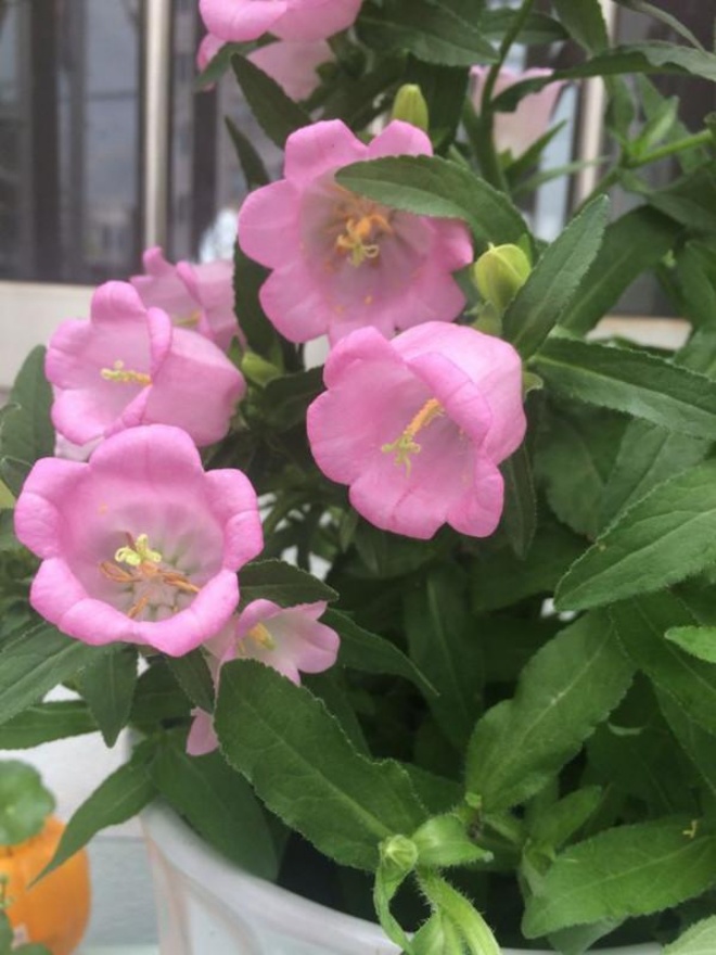 Loại cây này có hoa như chiếc chuông nhỏ, nở thơm nức nhà không cần nước hoa - 4 - kythuatcanhtac.com