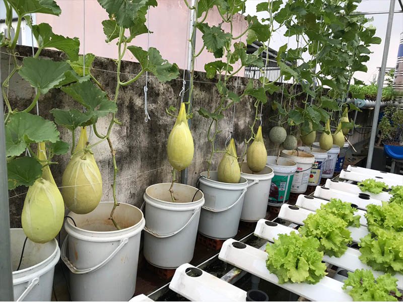 Bố Sài Gòn tận dụng nóc phòng thờ trồng rau, làm vườn sân thượng 52m2 cả nhà ăn không xuể - 6 - kythuatcanhtac.com