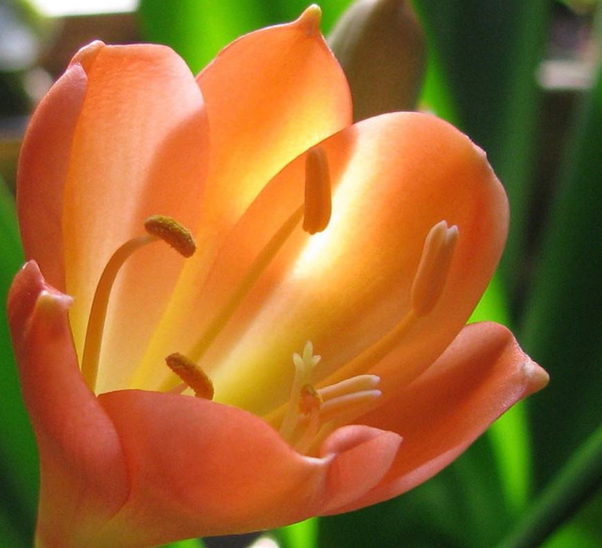 Hoa lan quân tử - Loại hoa có ý nghĩa phong thủy đem lại tài lộc và may mắn 14 - kythuatcanhtac.com