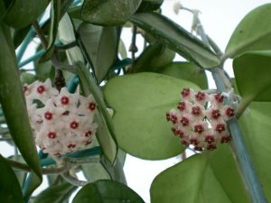 Hình ảnh hoa cẩm cù - kythuatcanhtac.com