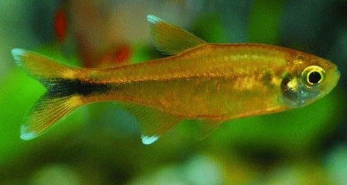 Cá đuôi đèn tetra - Cá nana - Đặc điểm sinh học cá đuôi đèn 4 - kythuatcanhtac.com