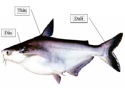 Đặc điểm hình thái và sinh lý của cá Basa - kythuatcanhtac.com
