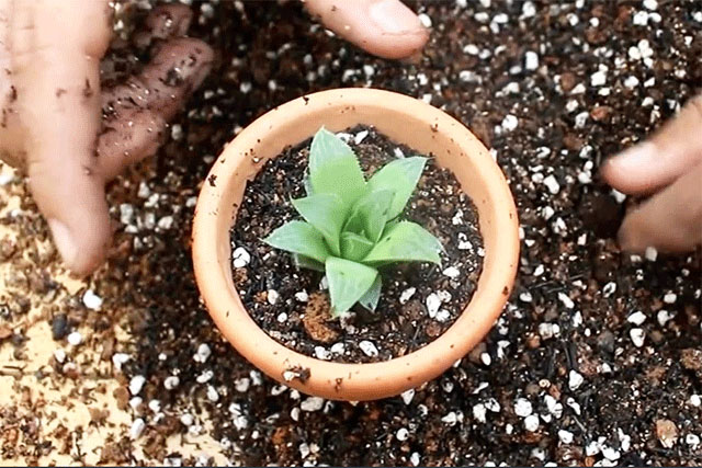 Cách trồng sen đá trong nhà - kythuatcanhtac.com