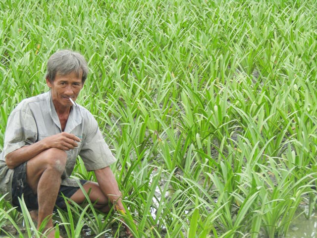 Câu chuyện trồng lan Bạch trinh thu trăm triệu - kythuatcanhtac.com