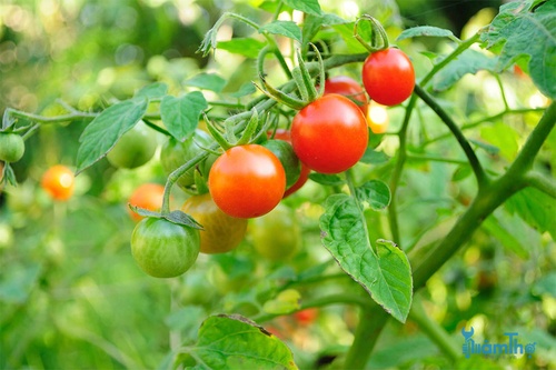 Mẹo để trồng cà chua nhanh chóng - kythuatcanhtac.com