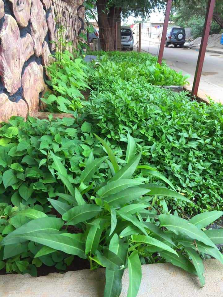 Xuất ngoại 10 năm, chàng trai Việt ở châu Phi trồng vườn rau thuần Việt trên đất Angola - 9 - kythuatcanhtac.com