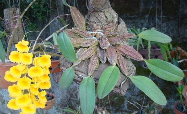 Hoa lan vảy rồng - Nguồn gốc, đặc điểm, cách trồng và chăm sóc hoa lan vảy rồng 19 - kythuatcanhtac.com