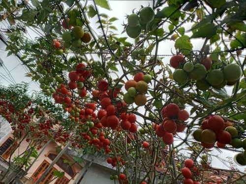 Mẹ Hải Phòng làm ròng rọc tời đất lên sân thượng trồng cà chua, quả kết từng chùm trĩu giàn - 21 - kythuatcanhtac.com