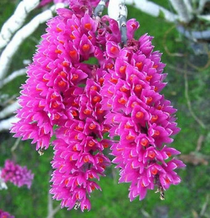 Hoa lan báo hỷ - Loài hoa có sắc đẹp rực rỡ và hương thơn cuốn hút 21 - kythuatcanhtac.com