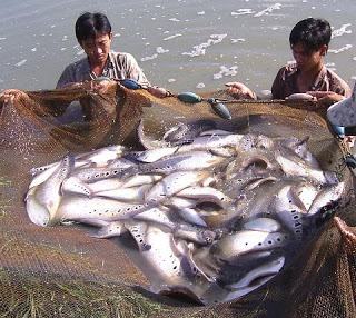 Thu hoạch cá Thát Lát Cườm - kythuatcanhtac.com
