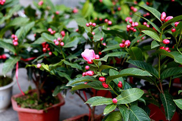 Cây hoa hải đường khoe sắc đỏ đón ngày xuân - kythuatcanhtac.com