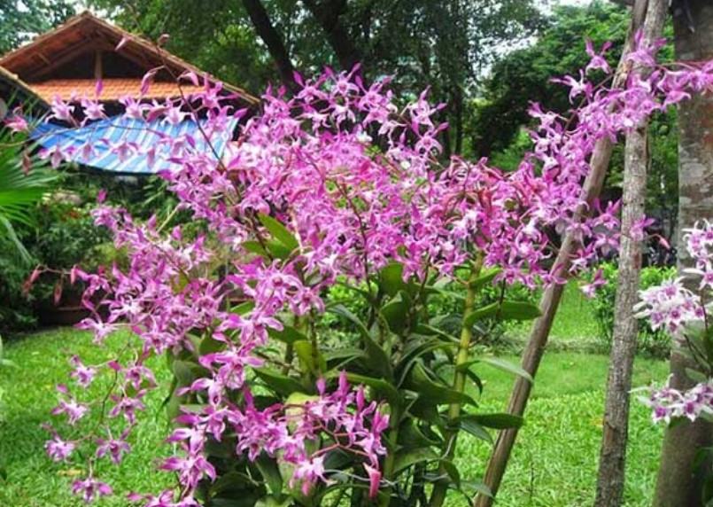 Hoa lan dendro - Loại hoa đẹp và phù hợp với mọi không gian 21 - kythuatcanhtac.com