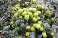 Kỹ thuật trồng táo thái lan - kythuatcanhtac.com