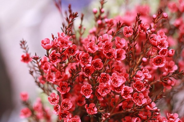 Ý nghĩa hoa Thanh Liễu, đặc điểm, cách trồng và cắm hoa sao cho bền lâu - 6 - kythuatcanhtac.com