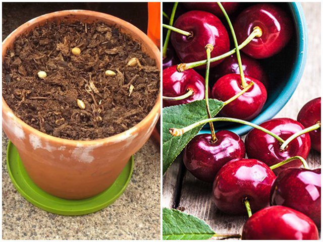 5 loại cây ăn quả trồng từ hạt siêu dễ, ai cũng nên trồng 1 cây trong nhà - kythuatcanhtac.com