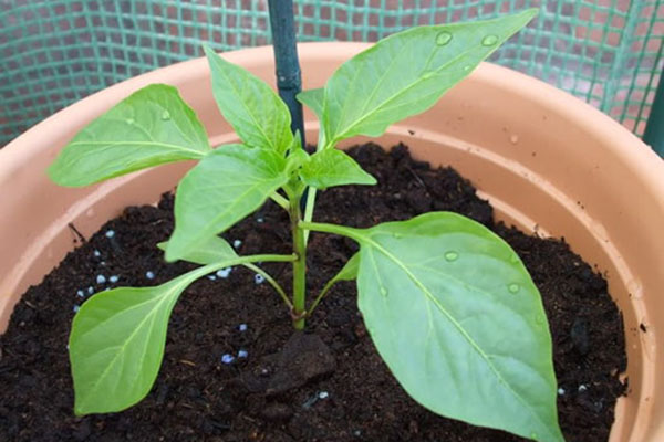 Cách trồng ớt trong chậu - kythuatcanhtac.com