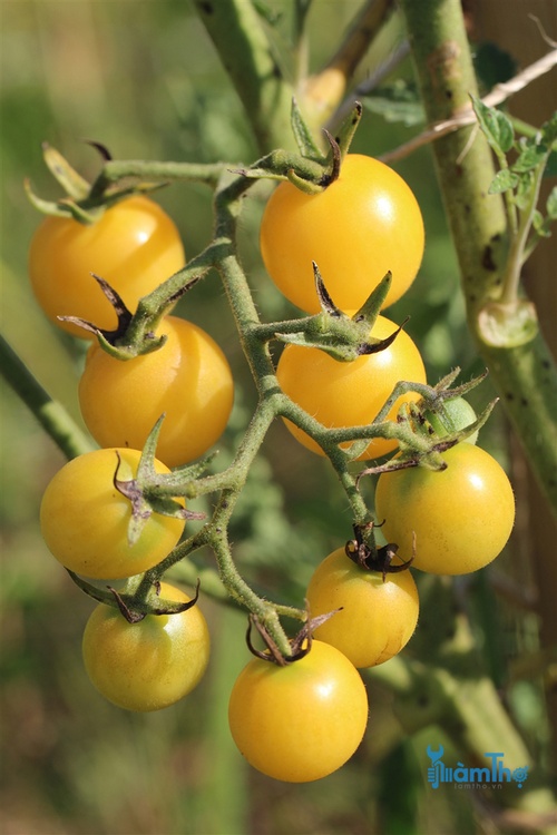 Hướng dẫn cách trồng cây cà chua bi vàng - kythuatcanhtac.com