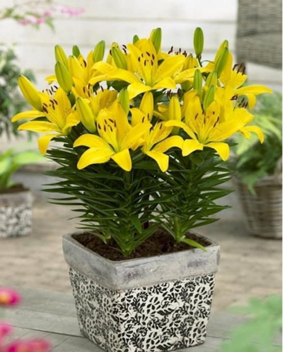 Hoa lan màu vàng - Những ý nghĩa của hoa lan màu vàng có thể bạn chưa biết 11 - kythuatcanhtac.com