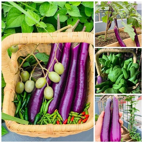 Mẹ Tây Bắc hé lộ cách làm sân thượng trồng cả trăm loại rau, hiếm khi phải ra chợ mua - 25 - kythuatcanhtac.com