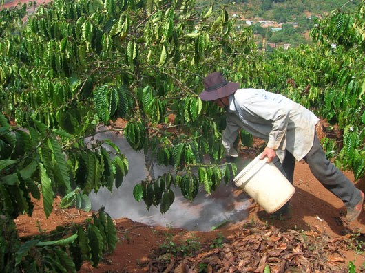 Bón phân cho cây cà phê đúng liều lượng và đúng phân giúp cây đạt năng suất cao và giảm chi phí cho người dân - kythuatcanhtac.com