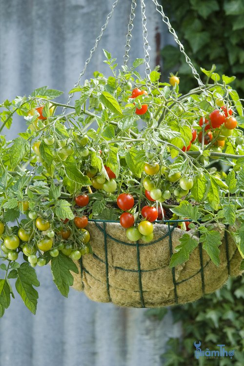 Cách làm chín cà chua xanh trên cây  - kythuatcanhtac.com