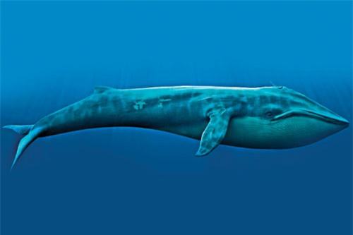 Cá voi xanh khổng lồ - kythuatcanhtac.com
