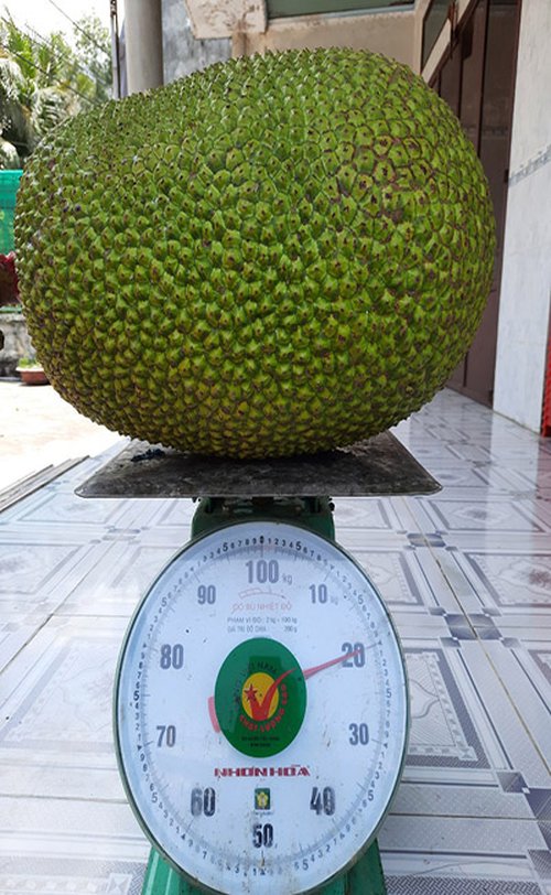 Mit Thái Changai được áp dụng công thước tăng kích thước trái cây - kythuatcanhtac.com
