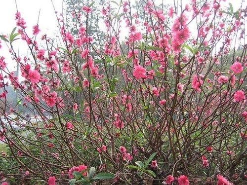 Hoa Đào ngày Tết: Sự tích, ý nghĩa và cách chăm sóc cho hoa nở đẹp - 5 - kythuatcanhtac.com