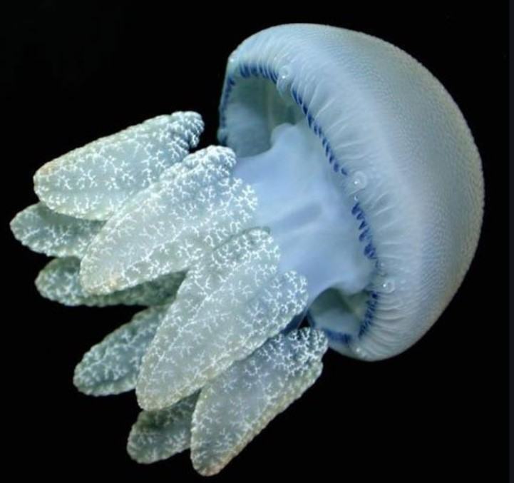 Những thông tin cơ bản liên quan đến loài sứa 11 - kythuatcanhtac.com
