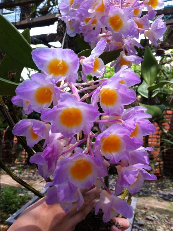 Dendrobium amabile Hoàng thảo Thủy tiên hường - kythuatcanhtac.com