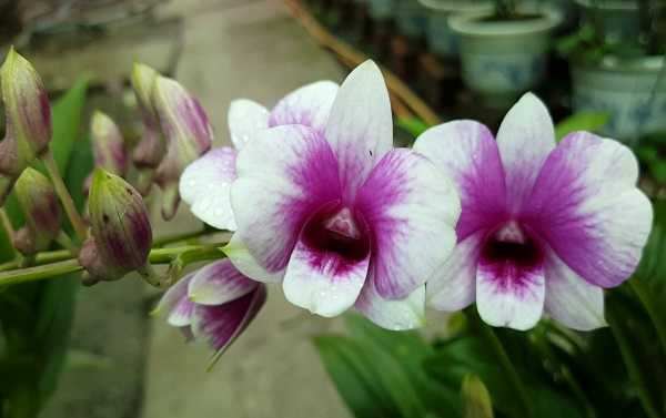 Hoa phong lan - kythuatcanhtac.com