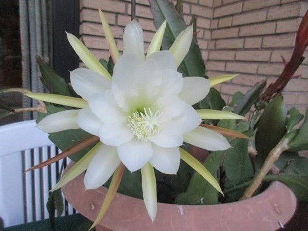 4 loại hoa chỉ nở về đêm, thơm như nước hoa, thích hợp trồng ban công nhà - 1 - kythuatcanhtac.com