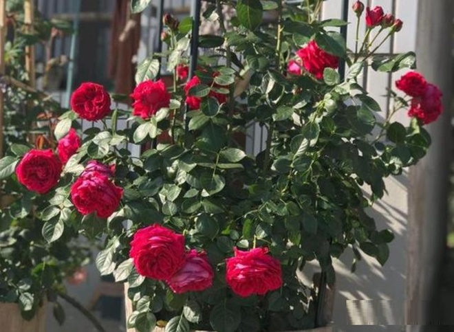 Hoa hồng trồng chậu ngày một cỗi, chỉ cần một mẹo nhỏ rễ khỏe như vâm, nụ nở đẹp - 1 - kythuatcanhtac.com
