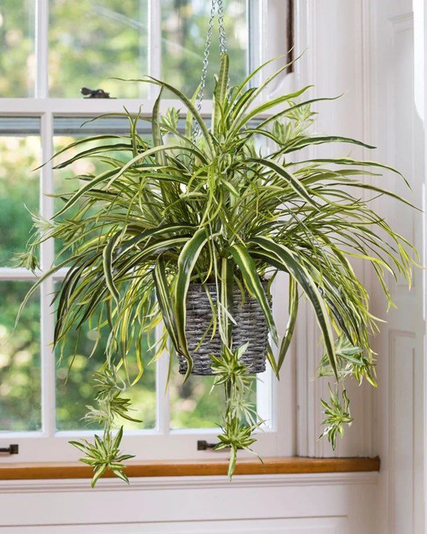 7 cây cảnh hút bụi mịn tốt nhất, giúp thanh lọc không khí nên trồng trong nhà - 5 - kythuatcanhtac.com