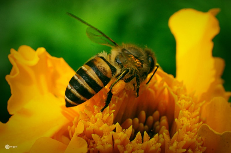 Kỹ thuật nuôi ong mật: Cách làm thùng nuôi ong, Thức ăn cho ong mật,... - kythuatcanhtac.com