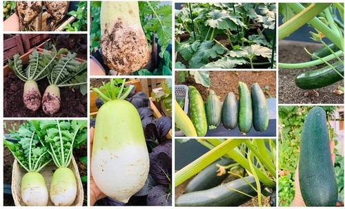 Mẹ Tây Bắc hé lộ cách làm sân thượng trồng cả trăm loại rau, hiếm khi phải ra chợ mua - 1 - kythuatcanhtac.com
