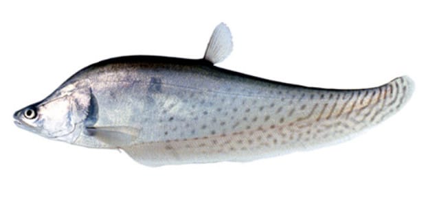 Cá Thác Lác - Đặc điểm sinh học của loại Cá Thác Lác 11 - kythuatcanhtac.com