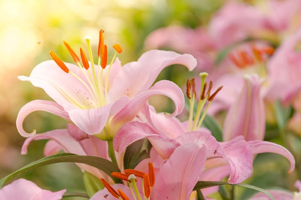 Cách trồng Hoa Ly và chăm sóc để hoa nở đẹp trong ngày Tết - 5 - kythuatcanhtac.com