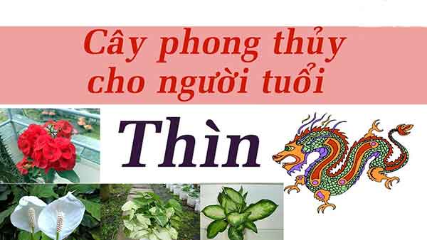cay-phong-thuy-cho-tuoi-thin-1a - kythuatcanhtac.com
