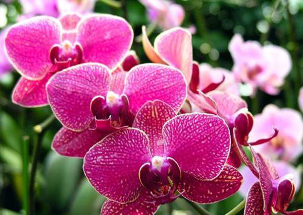 10 loài hoa đẹp nhất thế giới, số 8 ở Việt Nam mọc đầy, vài chục nghìn 1 bó to - 4 - kythuatcanhtac.com
