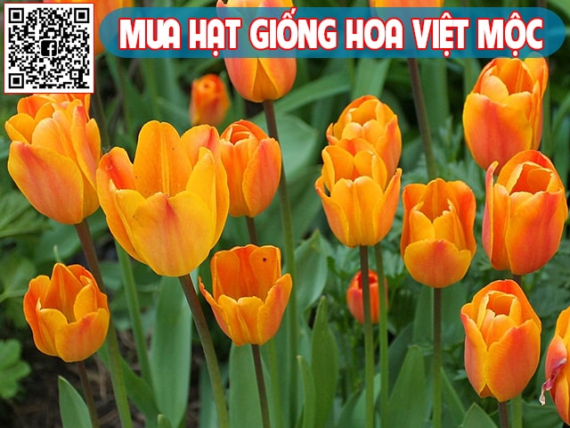 Hình ảnh hoa tulip cam - kythuatcanhtac.com