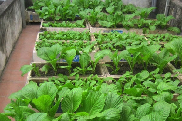 Cách trồng rau trong thùng xốp - kythuatcanhtac.com