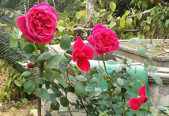 Phun Cytokinin cho cây hồng giúp lá dày bông to đều - kythuatcanhtac.com