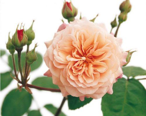 Hoa hồng ngoại Leander Rose - Loại hoa hồng độc đáo 6 - kythuatcanhtac.com