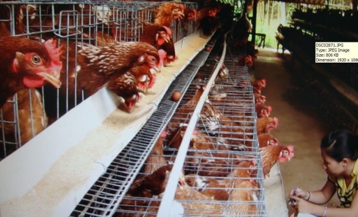 Một mô hình trang trại nuôi gà đẻ trứng - Ảnh: udkhcnbinhduong.vn - kythuatcanhtac.com