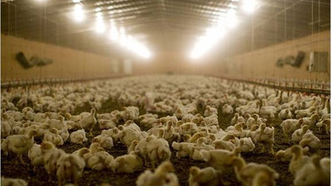 Trang trại nuôi gà cần sạch sẽ, khô ráo, đủ thiết bị - Ảnh: vietnamnet.vn - kythuatcanhtac.com