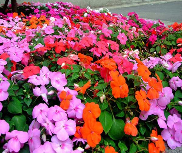 Hoa đẹp trồng để ra hoa quanh năm - kythuatcanhtac.com