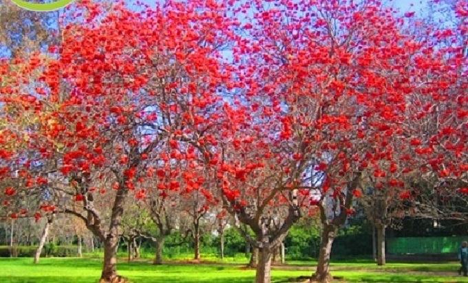 Cây osaka đỏ – Đặc điểm, kỹ thuật trồng và chăm sóc Osaka đỏ 3 - kythuatcanhtac.com