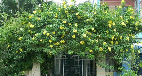 4 loại cây nở hoa đẹp và chịu được nắng, mùa hè nhất định phải trồng ở ban công - 1 - kythuatcanhtac.com