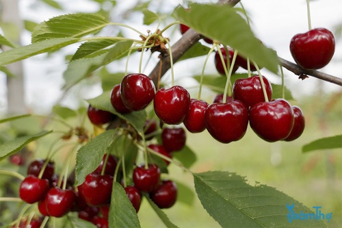 Cách trồng cherry trong vườn - kythuatcanhtac.com